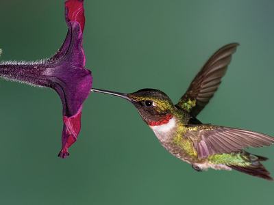 image of a male hummingbird