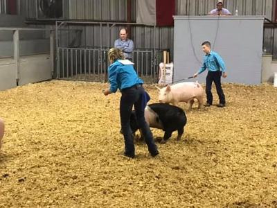 Youth Showing Livestock