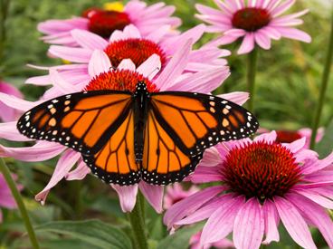 Orange and Black Monarch Butterfly on Pink Flowers