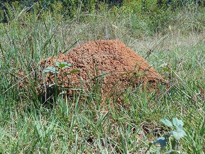 Large dirt ant mound in a grassy field