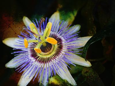 Passion Flower