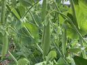 Snap pea plants