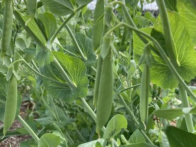 Snap pea plants