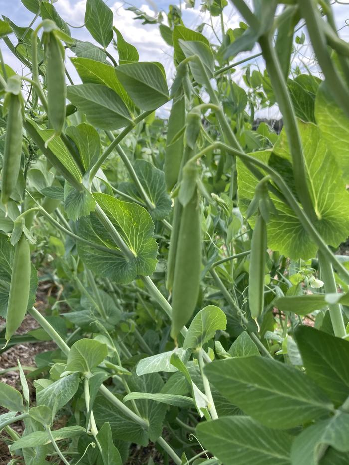 Snap pea plants
