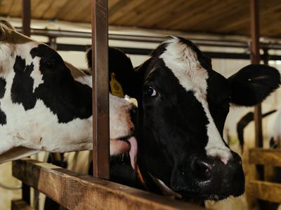 One cow licking another