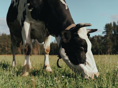 image of a cow leaning down to eat grass on a field