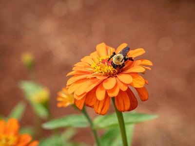 HoneyBee on Flower