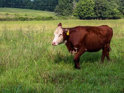 Brown-and-white cow with ear tag standing in a grassy pasture