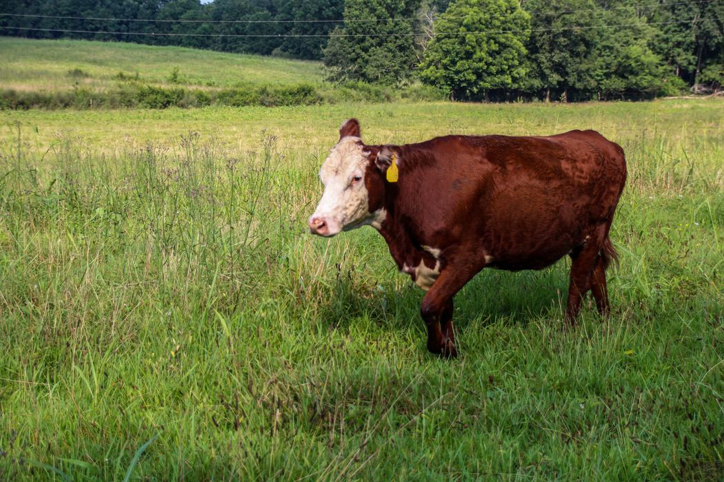 Cow in field