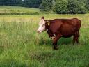 Brown-and-white cow with ear tag standing in a grassy pasture