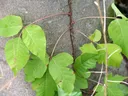 image of poison ivy