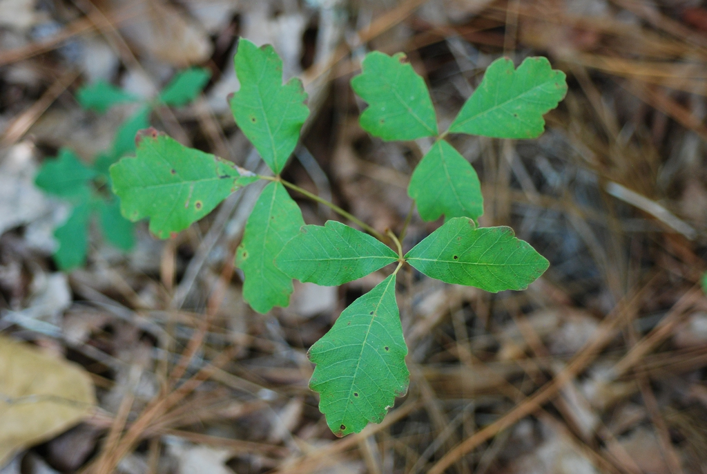 image of poison oak