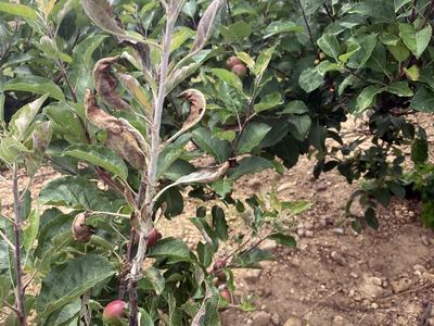 Primary mildew infection on apple shoot