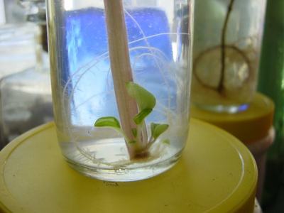 Plant propagating in glass of water