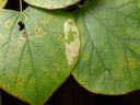 Redbud leaves with leaf spots and chewed area from redbud leaftier caterpillar. 