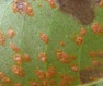 rust pustules