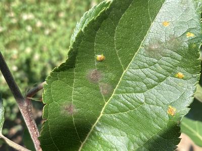 Apple scab and rust on 'Rome'