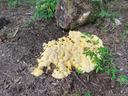 slime mold