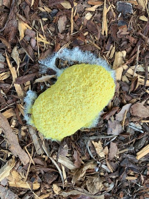 slime mold 