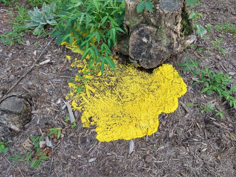 slime mold