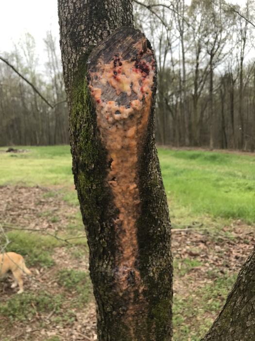 slime mold 