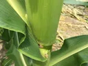 picture of corn stalk with stink bugs present