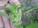 Hand holding a green spiky flowering plant stem with lanceolate leaves