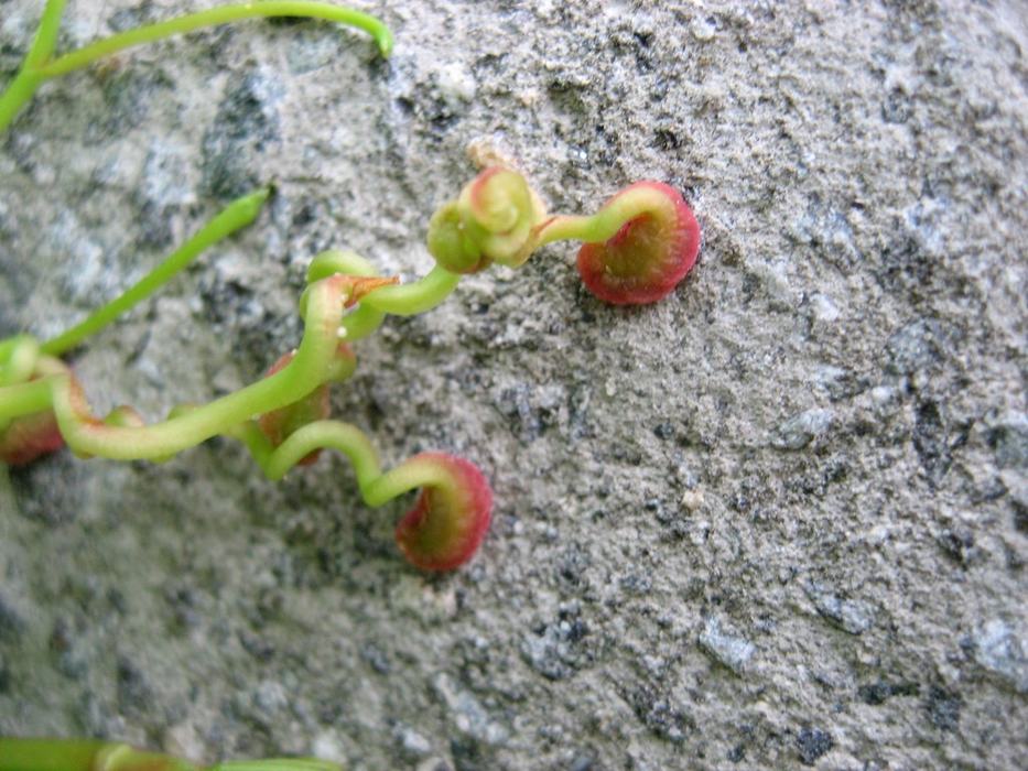 image of Virginia creeper holdfasts
