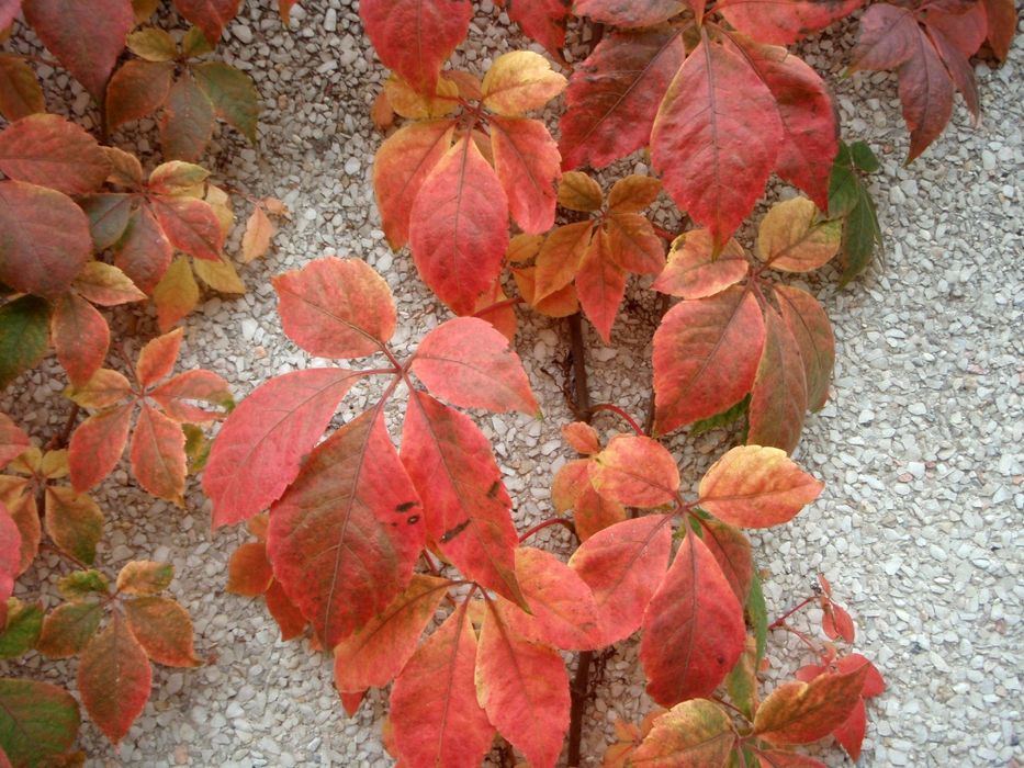 Virginia Creeper image
