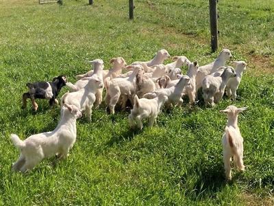 baby goats in a field