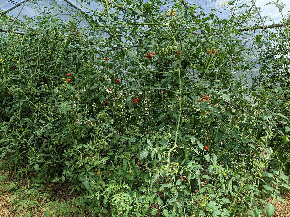 Tomato plants