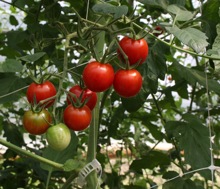 Tomatoes on the vine