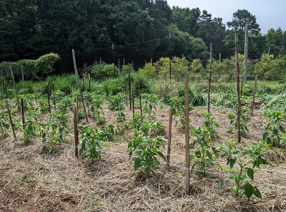 Pepper field