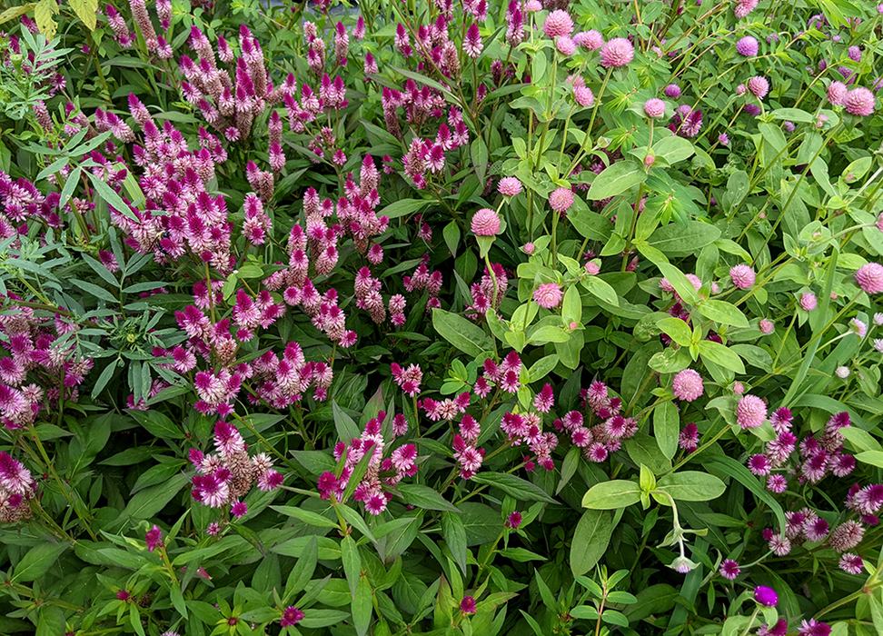 Purple flowers in garden