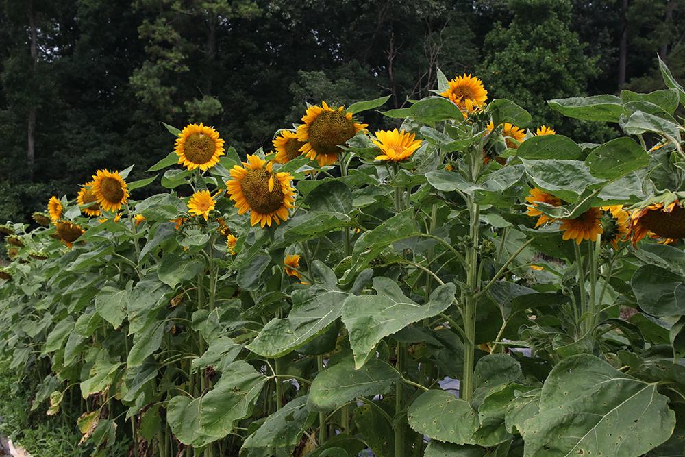 Sunflowers