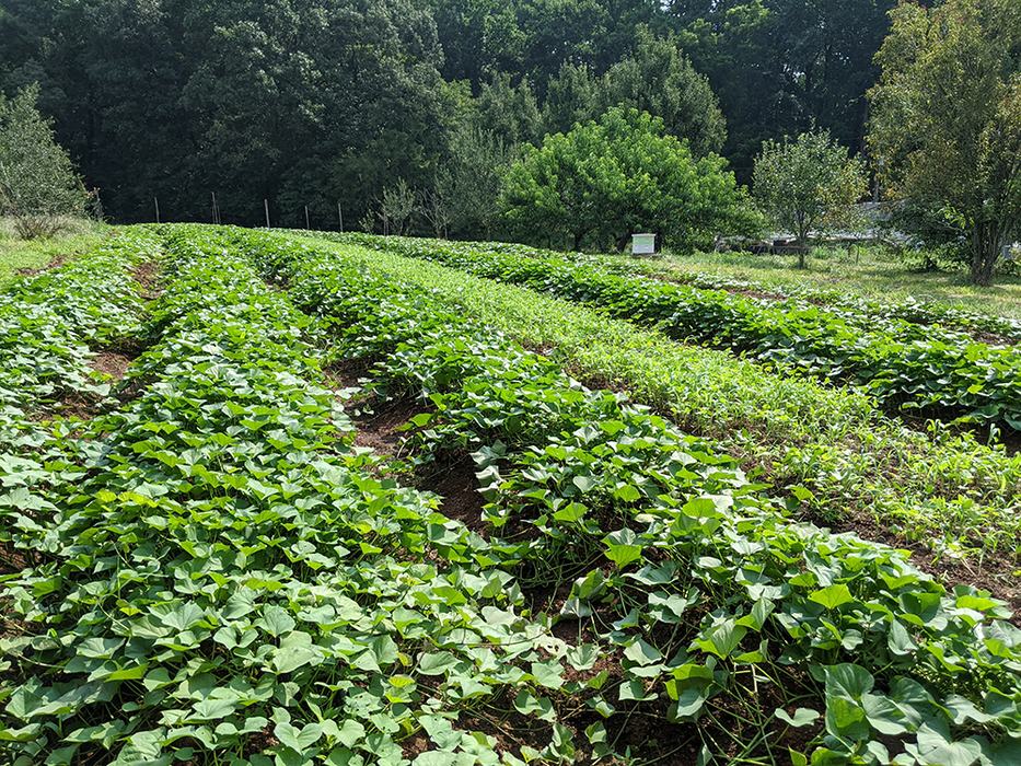 Sweetpotato field 