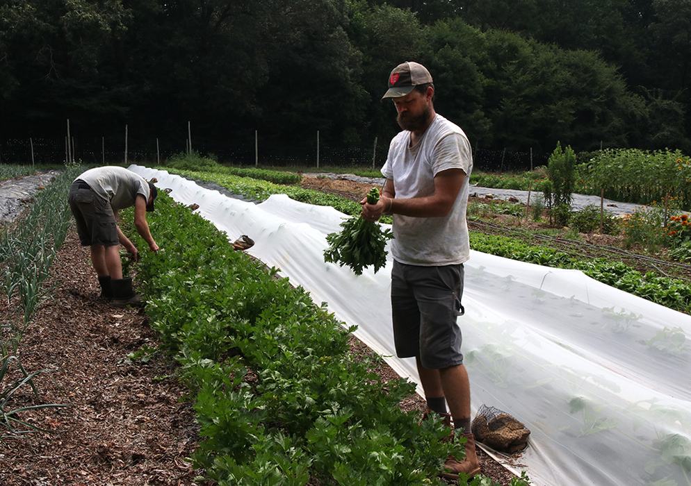 Two men harvesting celery