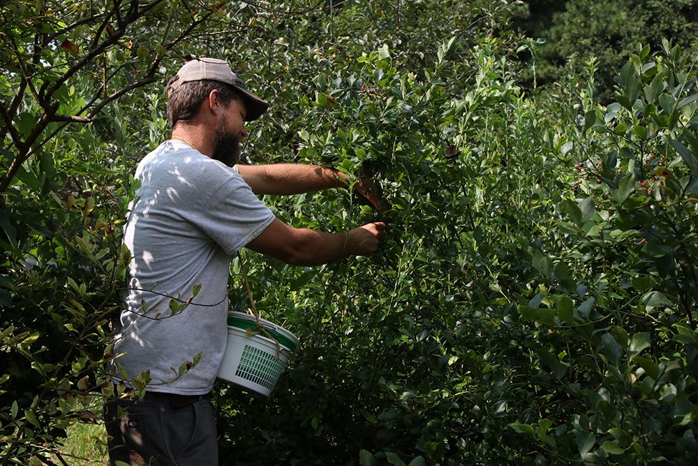 Man harvesting blueberries
