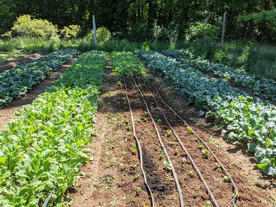 Crops in garden