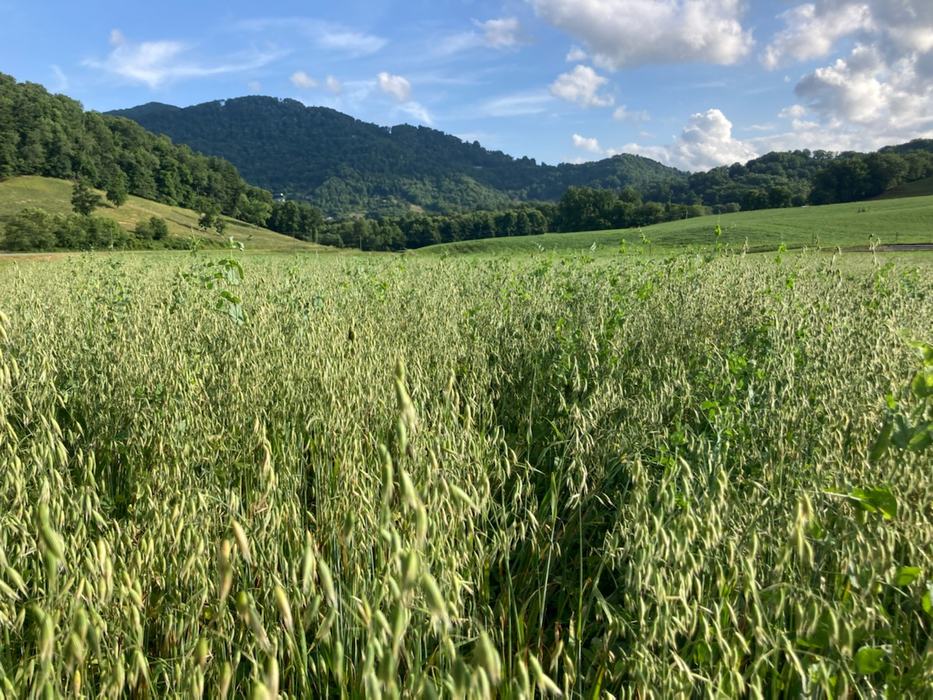 milky oats in field