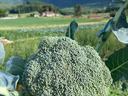 broccoli head