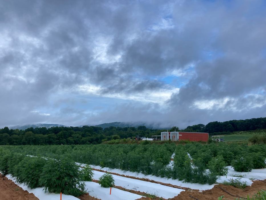floral hemp growing on raised beds with white plastic mulch