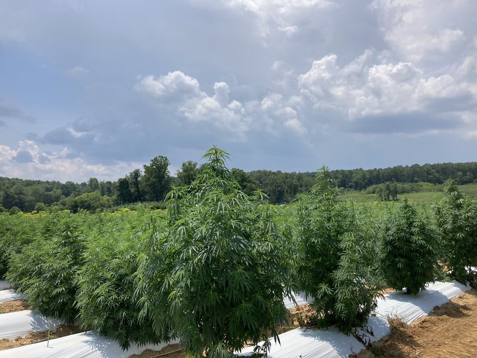 Floral hemp field trial