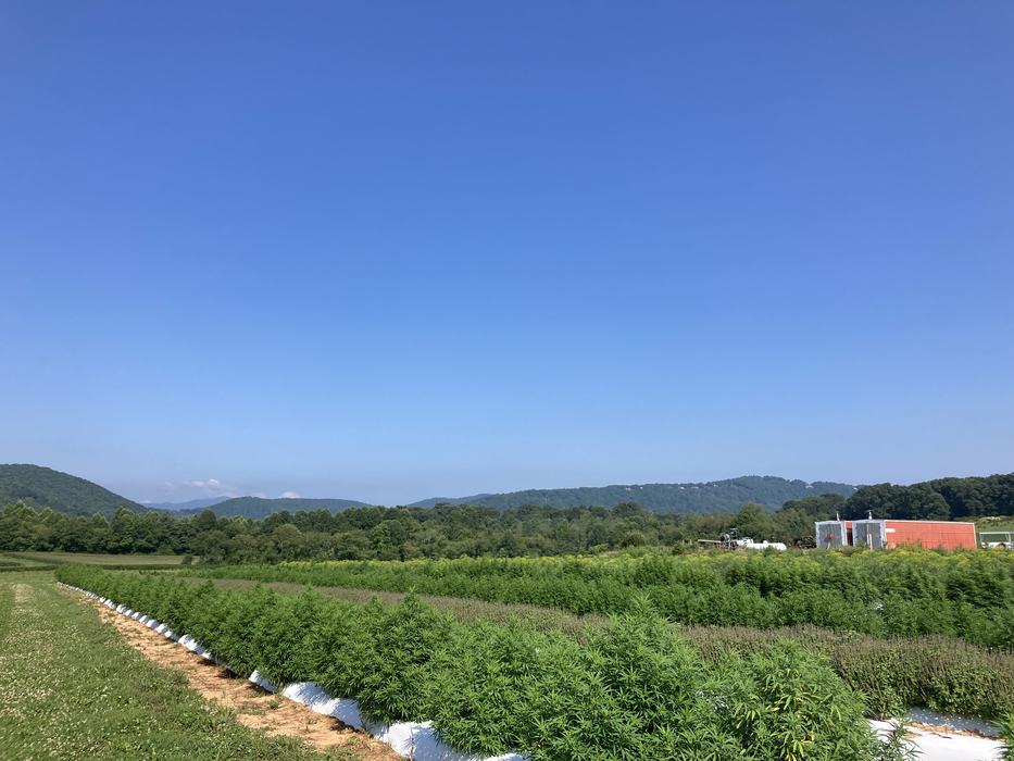 medicinal herbs growing between the hemp studies