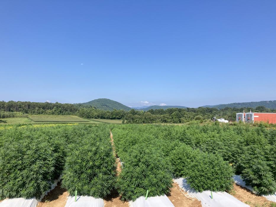 field of floral hemp