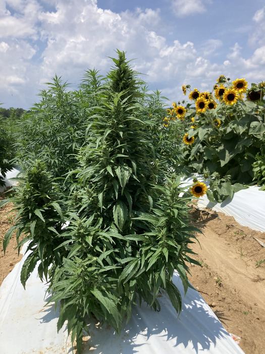 A compact floral hemp plant with sunflowers