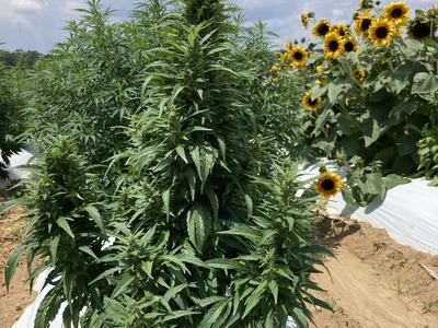 A compact floral hemp plant with sunflowers