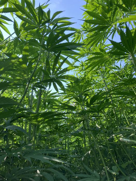 hemp leaves seen from underneath