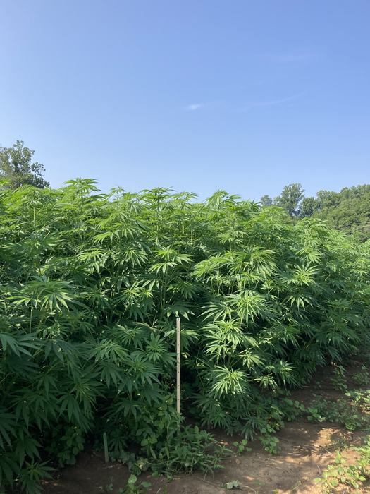 yard stick in hemp variety trial