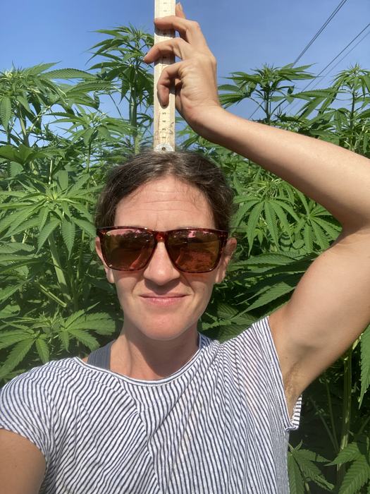 woman with yardstick in fiber hemp variety trial